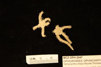 Media type: image;   Invertebrate Zoology OPH-2047